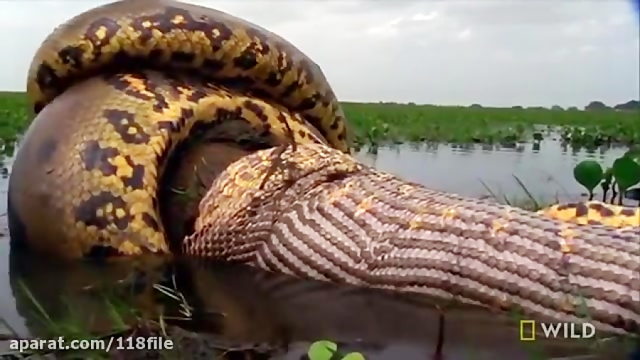خوردن سمور دریایی توسط مار غول...