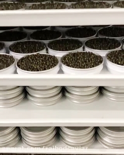 نمایندگی خرید خاویار در شیراز...