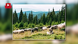 داستان سید احمد کبیر ملقب به ش...