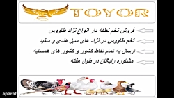 خرید و فروش طاووس*تخم طاووس*تخ...