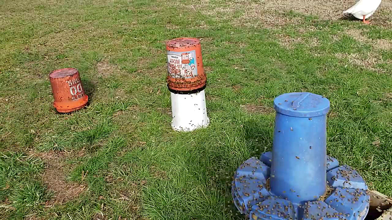 زنبور داری عسل طبیعی _Honeybees Feeding on Corn protein Merry Christmas ترمیم سوختگی