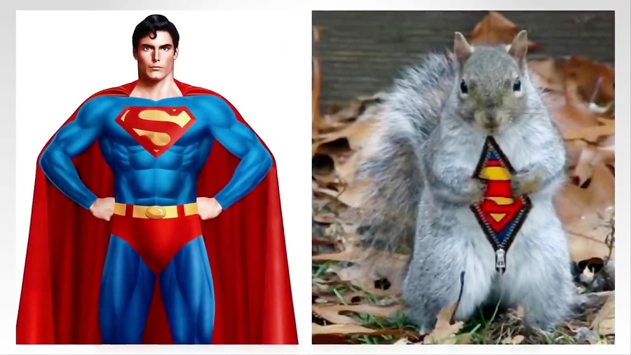 Personagens de super-heroacute;is na vida real como animal