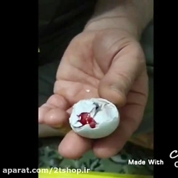 تخم نطفه دار کاسکو