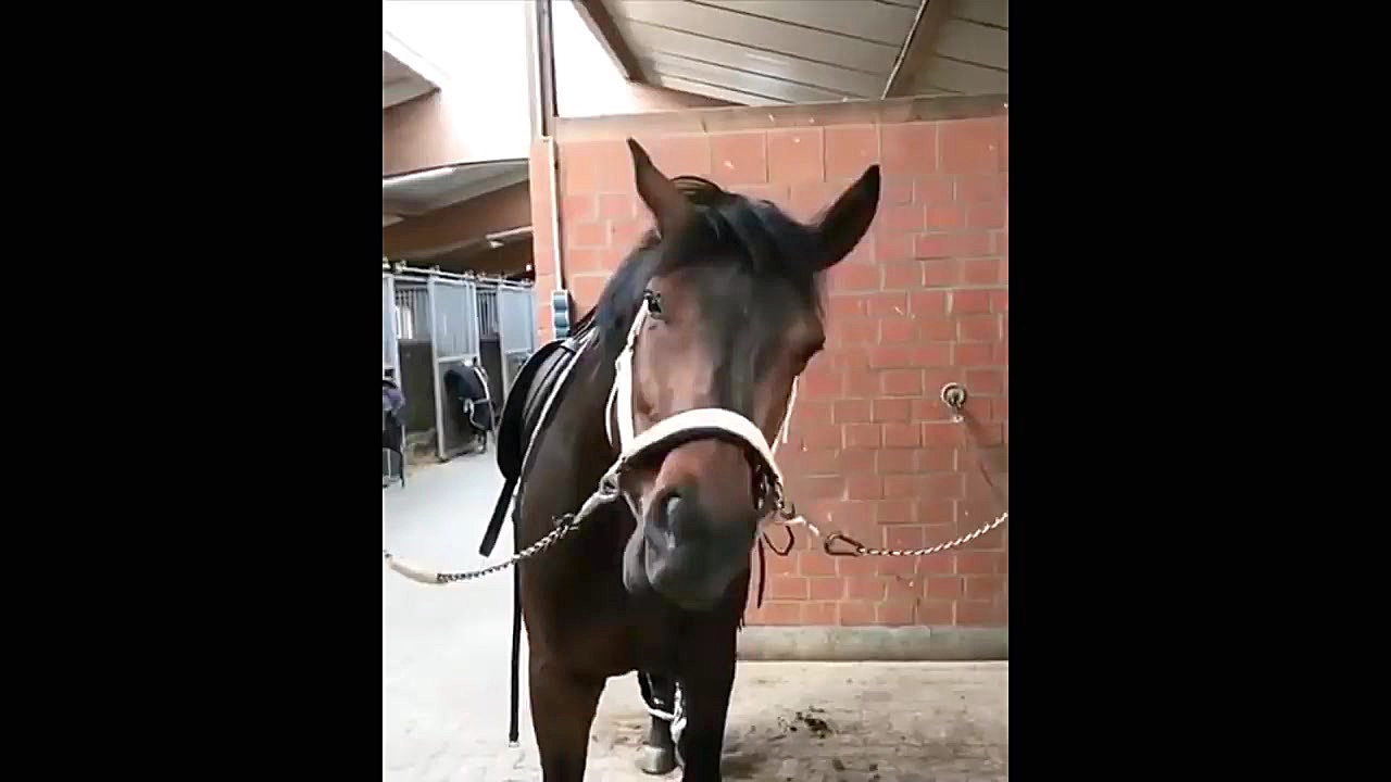 اسب سواری اسب حیوان نجیبی است _Cute And funny horse Videos Compilation cute ! زمان645ثانیه