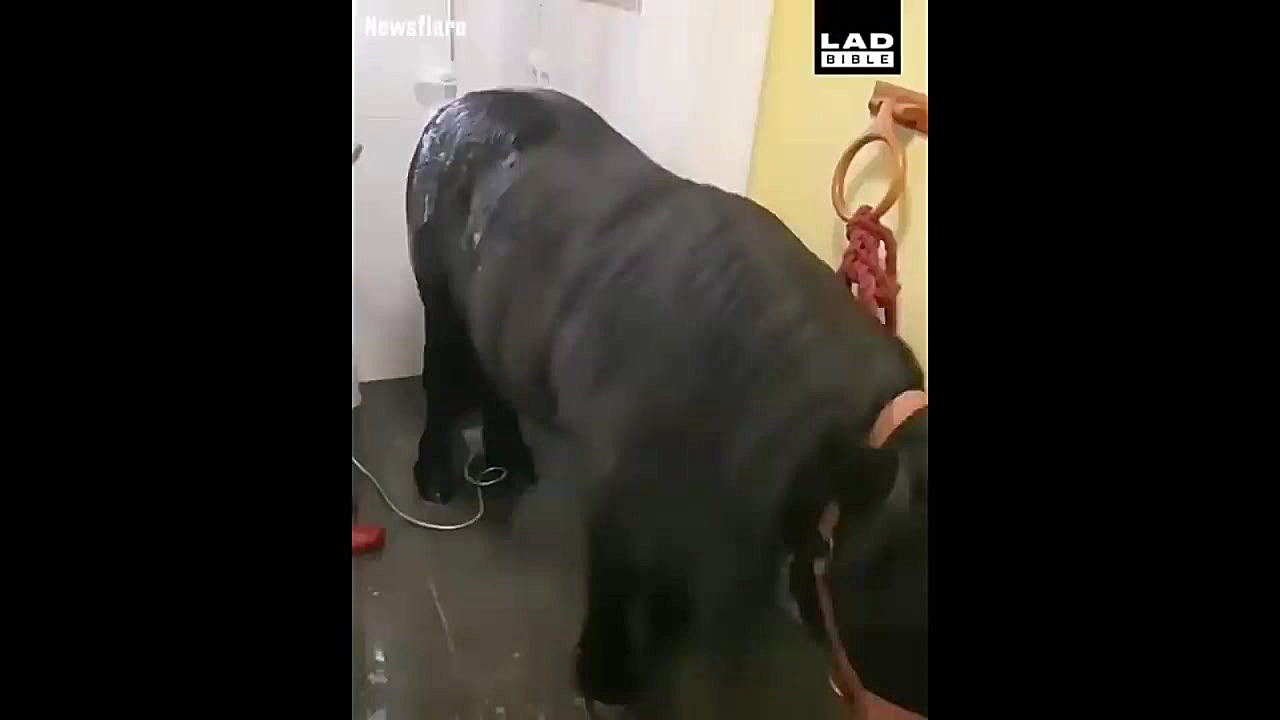 اسب سواری اسب حیوان نجیبی است _Cute And funny horse Videos Compilation cute زمان602ثانیه