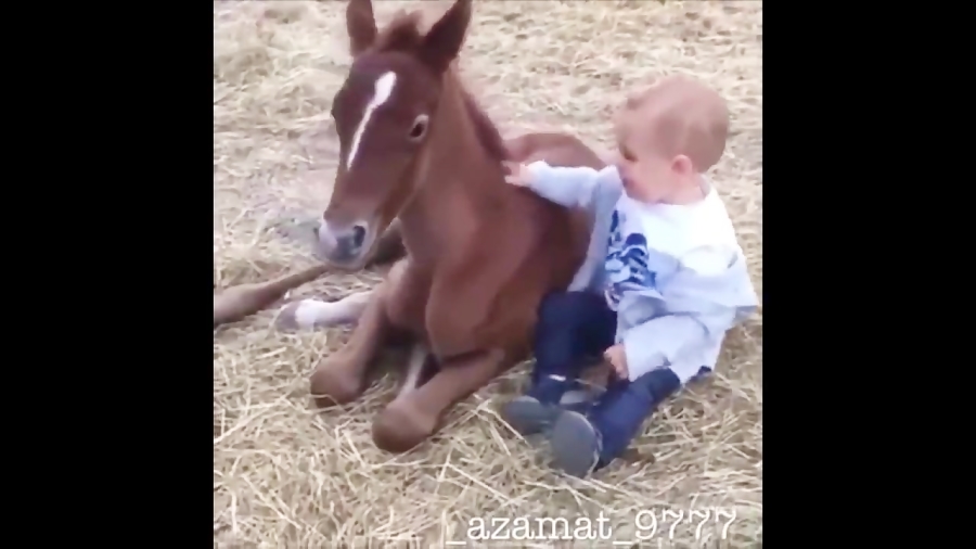 اسب سواری اسب حیوان نجیبی است _Cute And funny horse Videos Compilation cute زمان638ثانیه