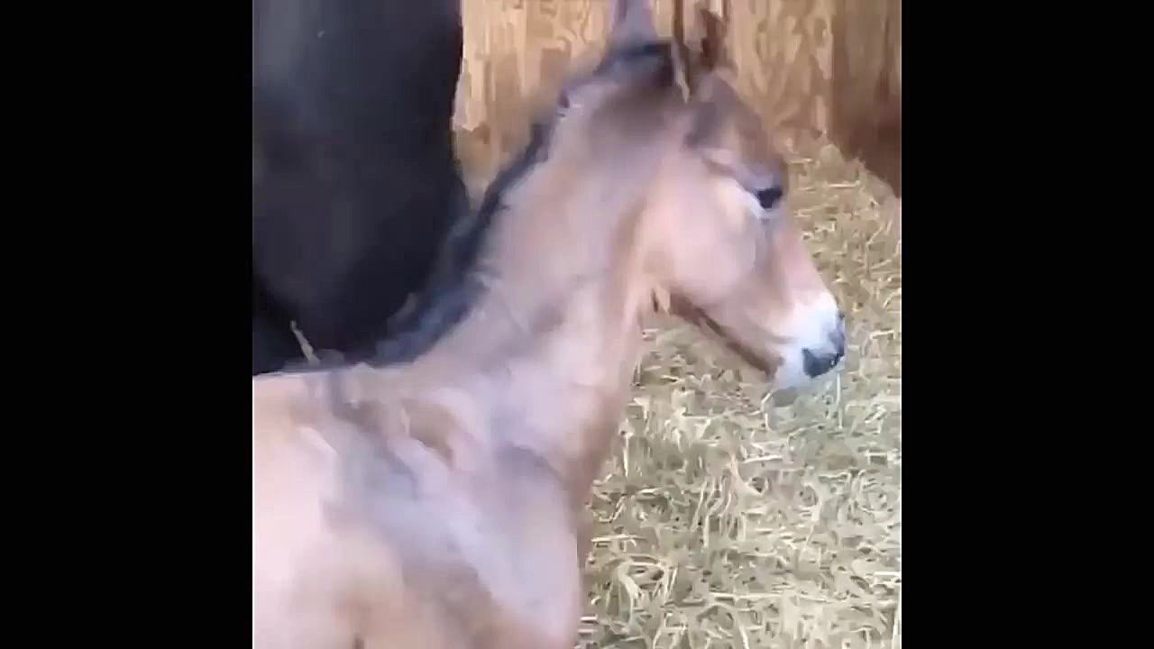 اسب سواری اسب حیوان نجیبی است _Cute And funny horse Videos Compilation cute زمان638ثانیه