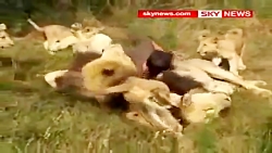 دوستی باورنکردنی با شیر