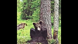 بچه حیوانات بامزه - Cute baby...