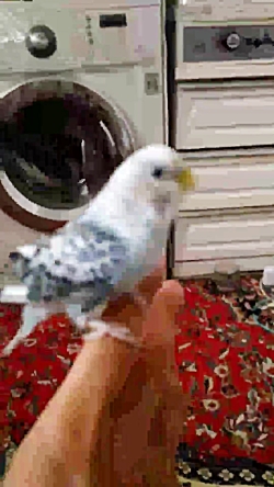 پرنده های دستی من