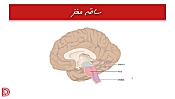 مقدمات علوم اعصاب (جلسه 1)