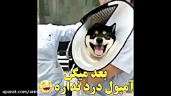 بعد میگن آمپول درد نداره!!!