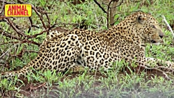 مبارزه حیوانات وحشی