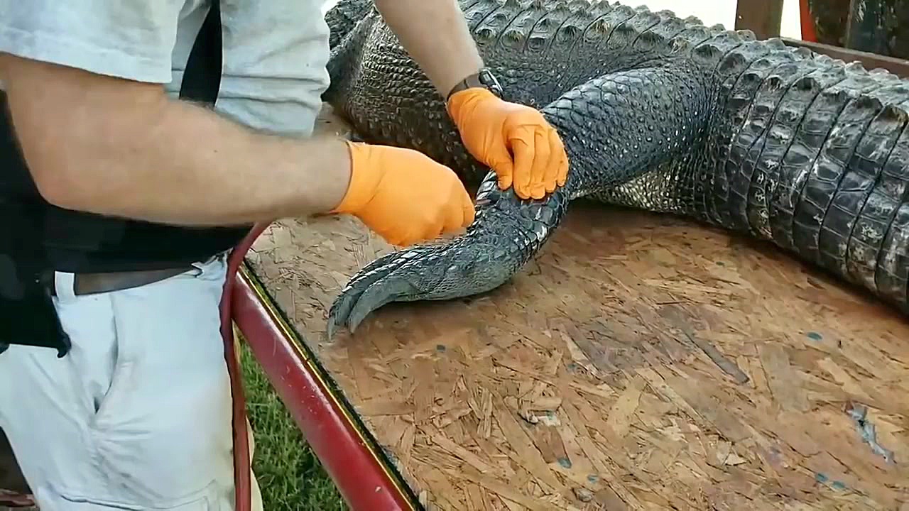 كندن پوست كروكوديل با استفاده از كمپرسور باد (عجيب و ديدني)