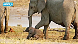 National geographic wild hd. Канал national geographic wild. Ягуар коста рики. Nat geo wild лучшее. Телеканал nat geo wild hd.