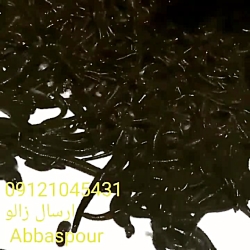 تولید " پرورش" پخش "زالو