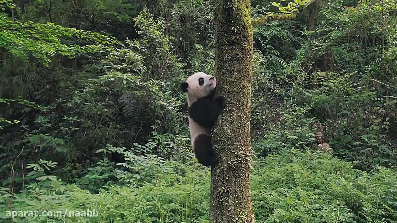 مستند زیبای پانداها 2018 Pandas زیرنویس فارسی HD زمان2529ثانیه