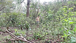 شکار پرنده و کباب کردن در طبیع...