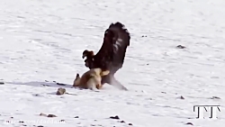 حمله های دیدنی عقاب برای شکار...