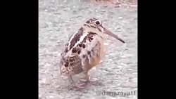 جوجو رقاصه!!! كی بلده مث این ب...