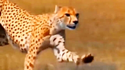 مبارزه حیوانات: حمله مرگبار یو...