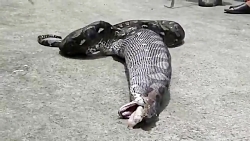 بلیعدن گربه توسط مار 5 متری