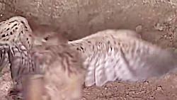 نبرد پرنده شکاری و مار بر سر ش...