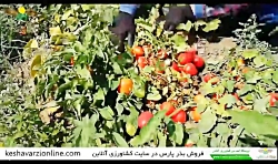 گوجه پارس