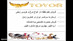 فروش تخم نطفه دار طوطی , دستگا...