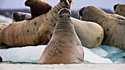 دانلود سریال مستند سیاره آبی د...