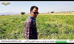 باردهی زیاد گوجه پارس