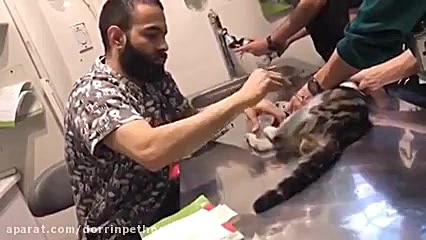 معاینه گربه تصادفی در بیمارستان دامپزشکی درین پیلینگ شیمیایی