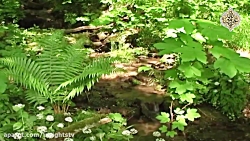 Imamology Basics - 058 - The C...