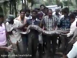 گرفتن یک مار پیتون چند متری