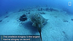 Largest Known Marine Stingray Study | National Geographic