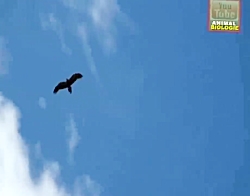 حیات وحش، حمله های دیدنی و شگف...