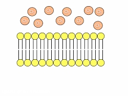 انتشار ساده زیست شناسی دهم- زی...