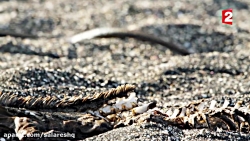 بی رحم ترین مارهای جهان در این...