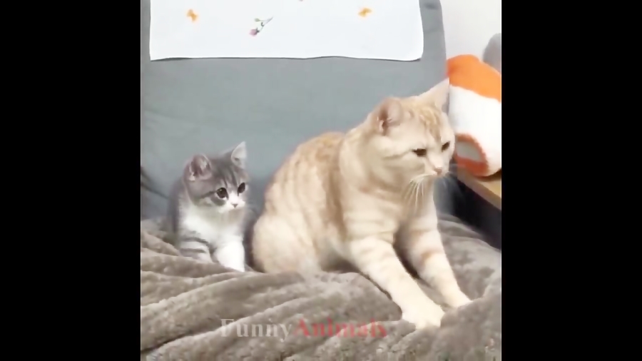 گربه مادر و بچه گربه های ناز بهترین گربه های خانوادگی Comilation 2018 