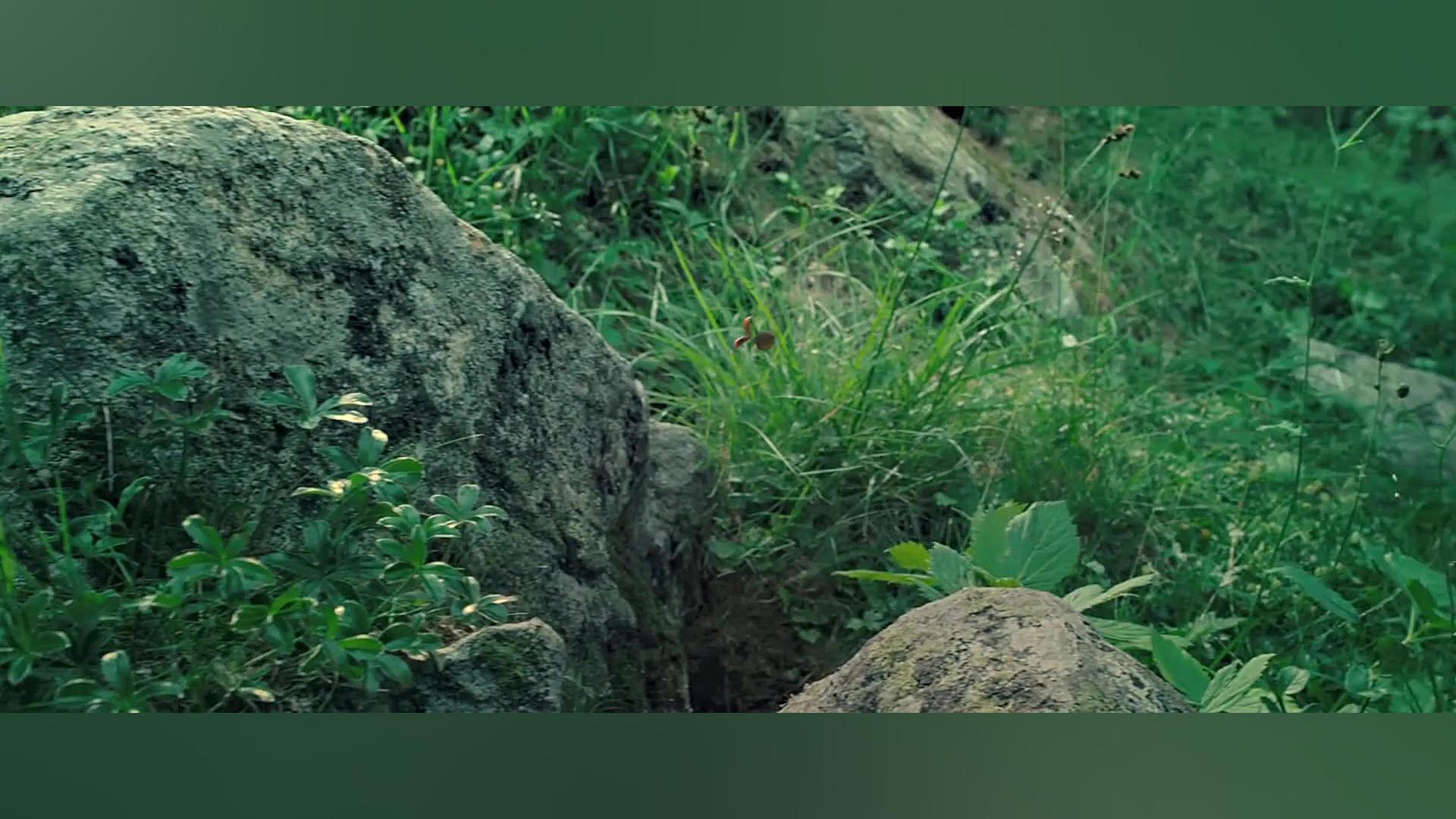دانلود انیمیشن نبرد مورچه ها دره گمشده Minuscule : Valley of the Lost Ants 2013 زمان5306ثانیه