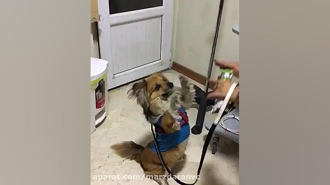 سگ با حال / کلینیک دامپزشکی اصلاح طرح لبخند