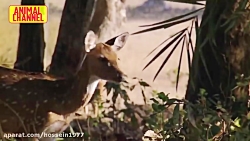 نبردجذاب حیوانات وحشی