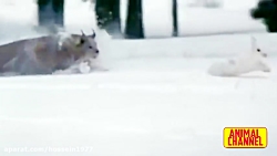 شکاردیدنی حیوانات درنده