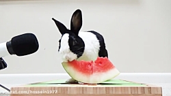 خوردن هندوانه توسط خرگوش