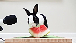 هندوانه خوردن خرگوش  اسمر