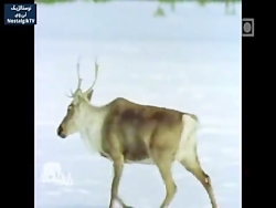 مستند راز بقا دوبله فارسی | حی...