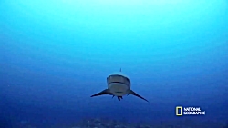 Is Sargassum Attracting Sharks to Galveston? | SharkFest