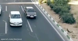نجات سگ-ترسناک-وحشت-شهامت-تصاد...