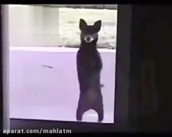 رقص جالب حيوانات | تفريحي و سر...