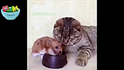 فاندومجموعه دوبله های خنده دار...